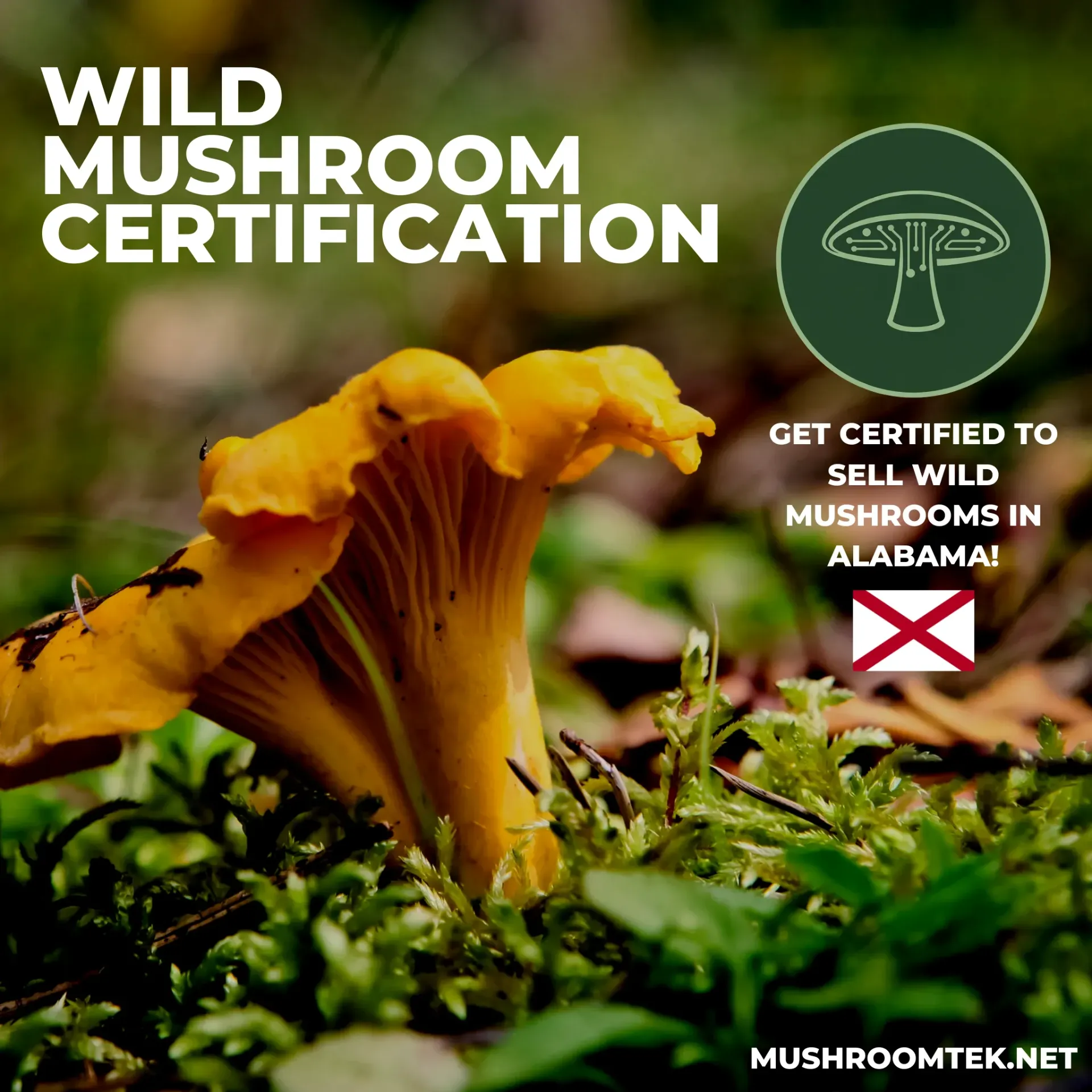 Alabama Wild Mushroom Expert Certification